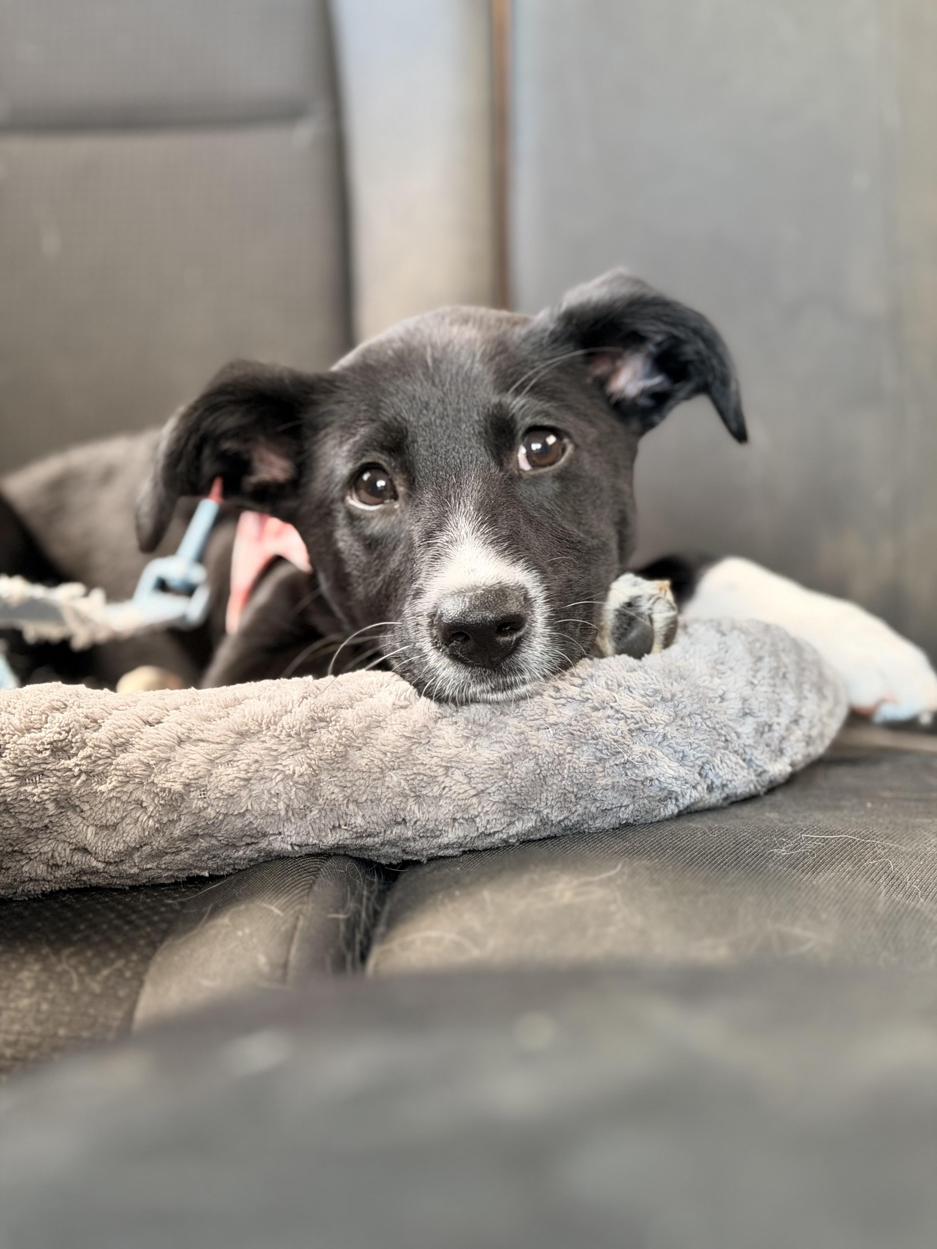 Stella, an adoptable mixed breed in Portland, OR image 3/5