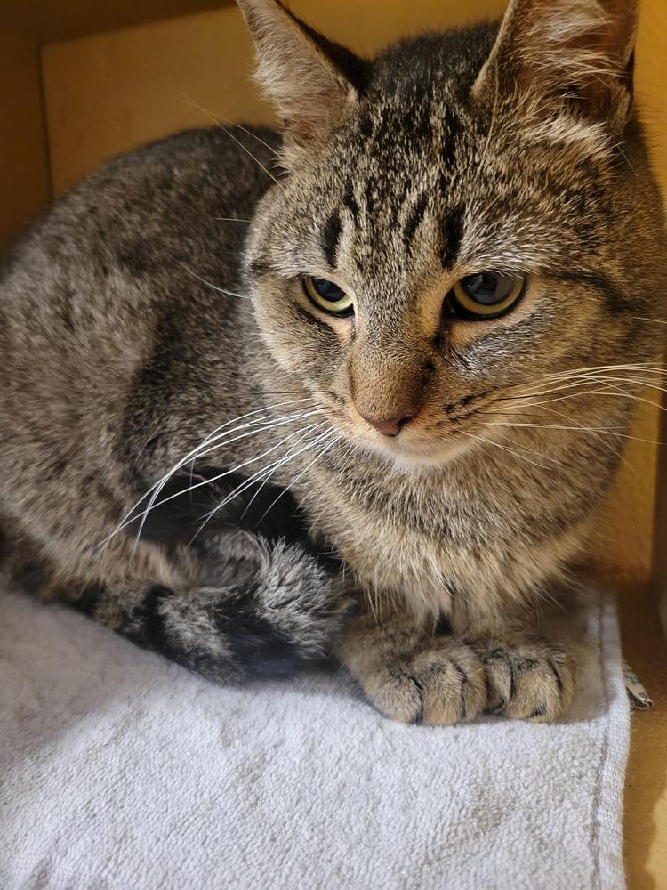 Eddie, Adoptable, Adult Male Domestic Short Hair.