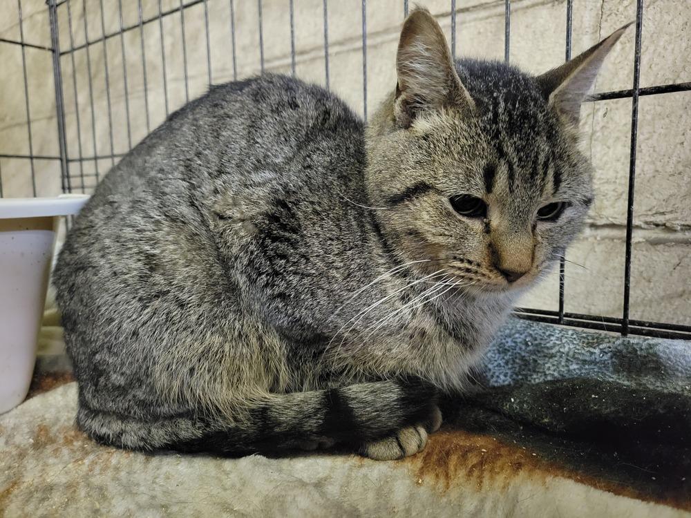 Enlarge Eddie, a Adoptable Domestic Short Hair in Lorain, OH image 2/6