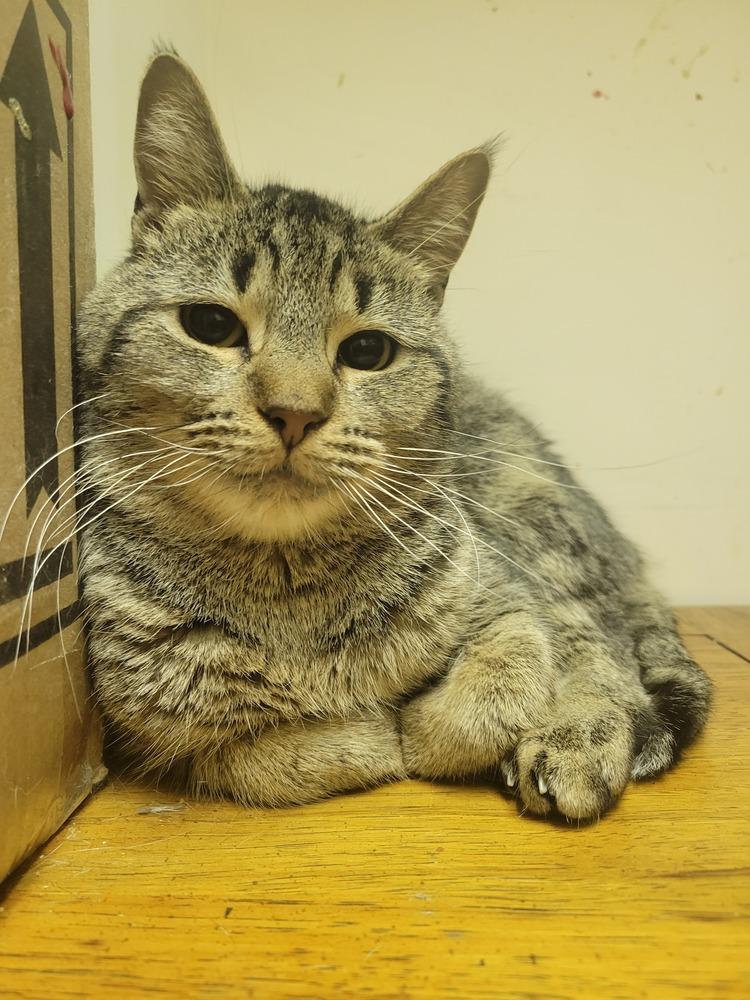 Enlarge Eddie, a Adoptable Domestic Short Hair in Lorain, OH image 3/6