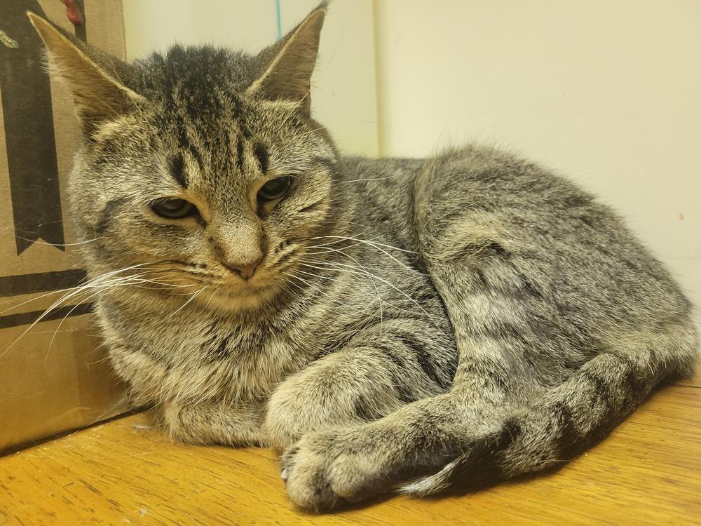 Enlarge Eddie, a Adoptable Domestic Short Hair in Lorain, OH image 4/6