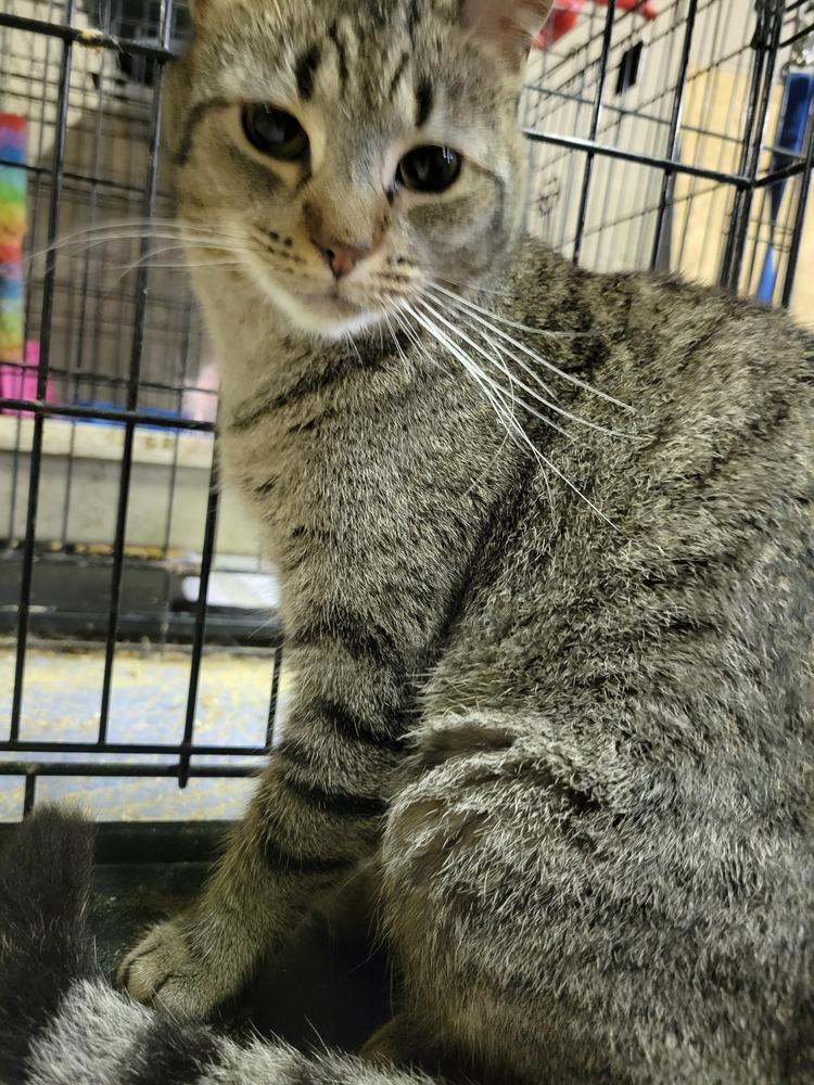 Enlarge Eddie, a Adoptable Domestic Short Hair in Lorain, OH image 5/6