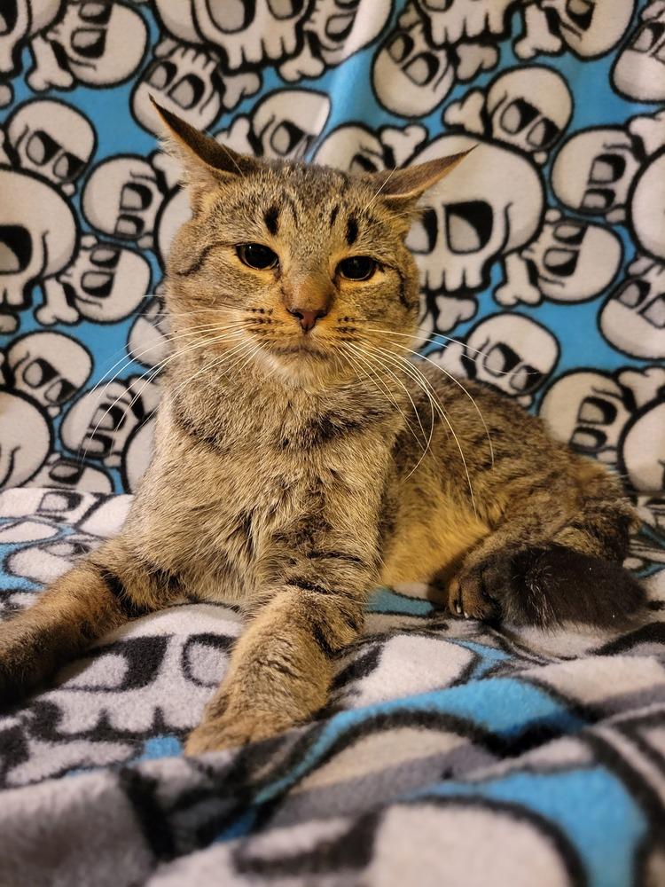 Enlarge Eddie, a Adoptable Domestic Short Hair in Lorain, OH image 6/6