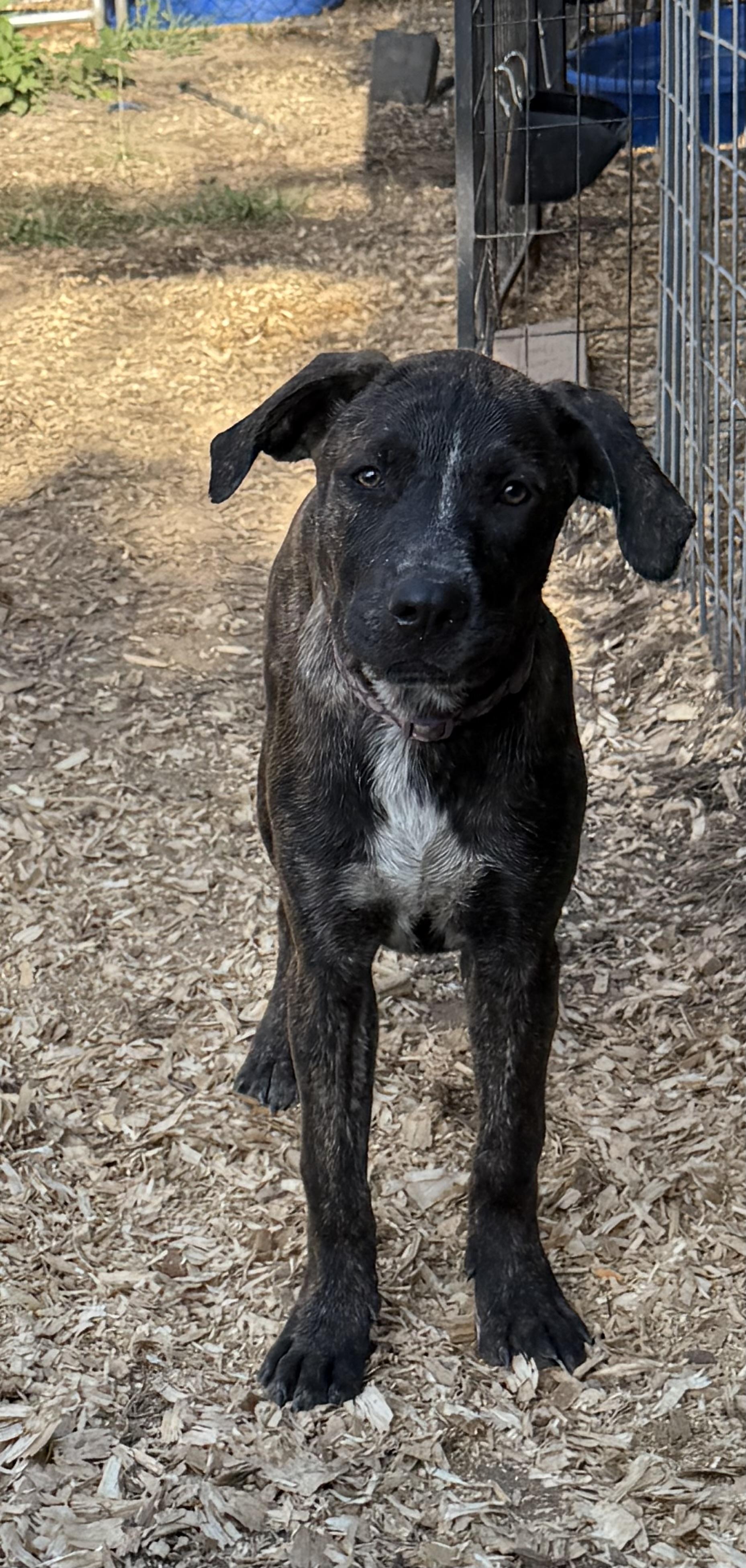 Enlarge Pebbles, a Adoptable mixed breed in Parker, CO image 2/3