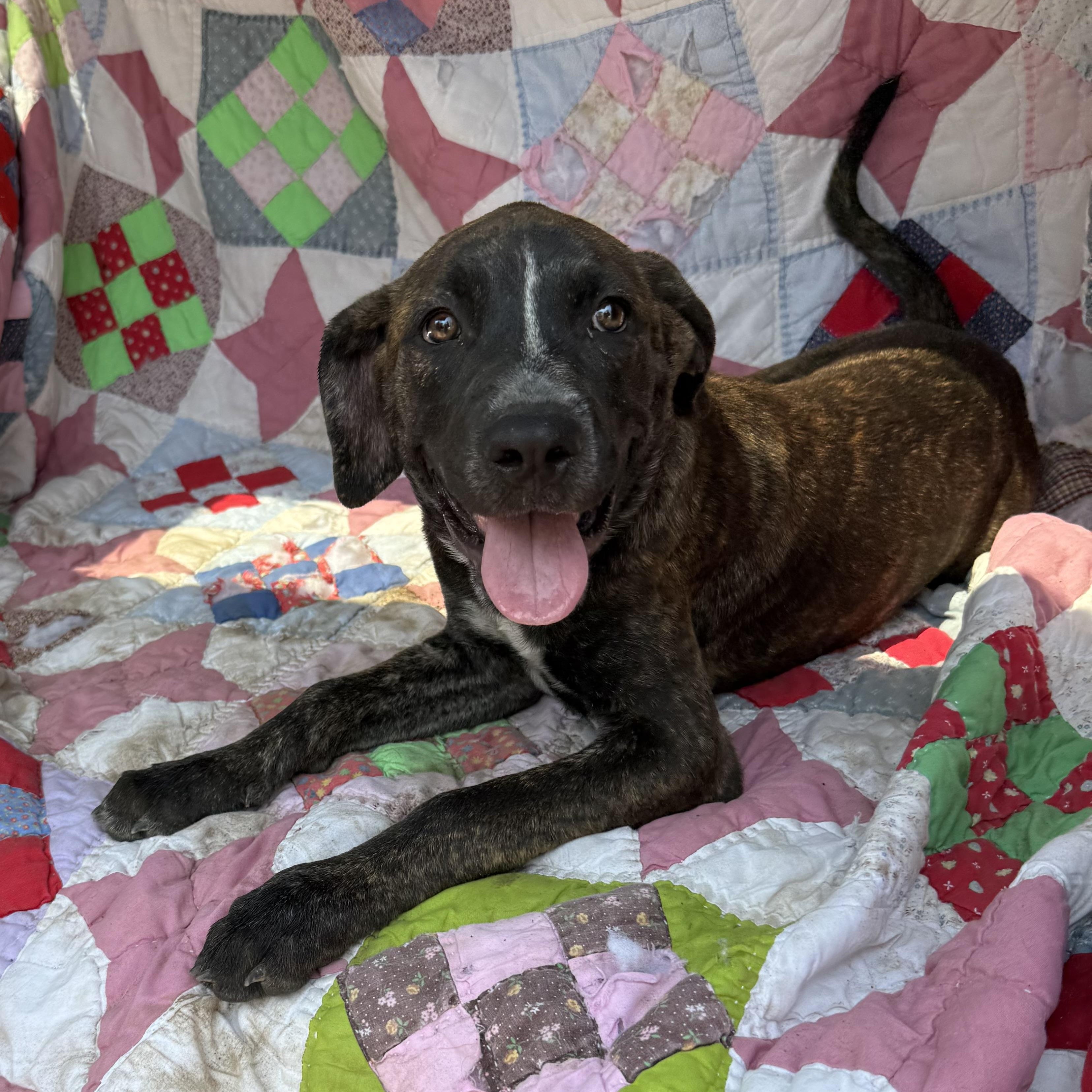 Enlarge Pebbles, a Adoptable mixed breed in Parker, CO image 1/3