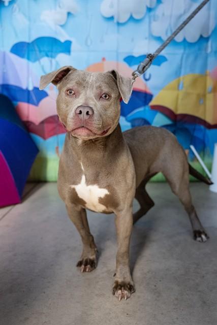Enlarge IRIS, a Adoptable Pit Bull Terrier in Minneapolis, MN image 1/1