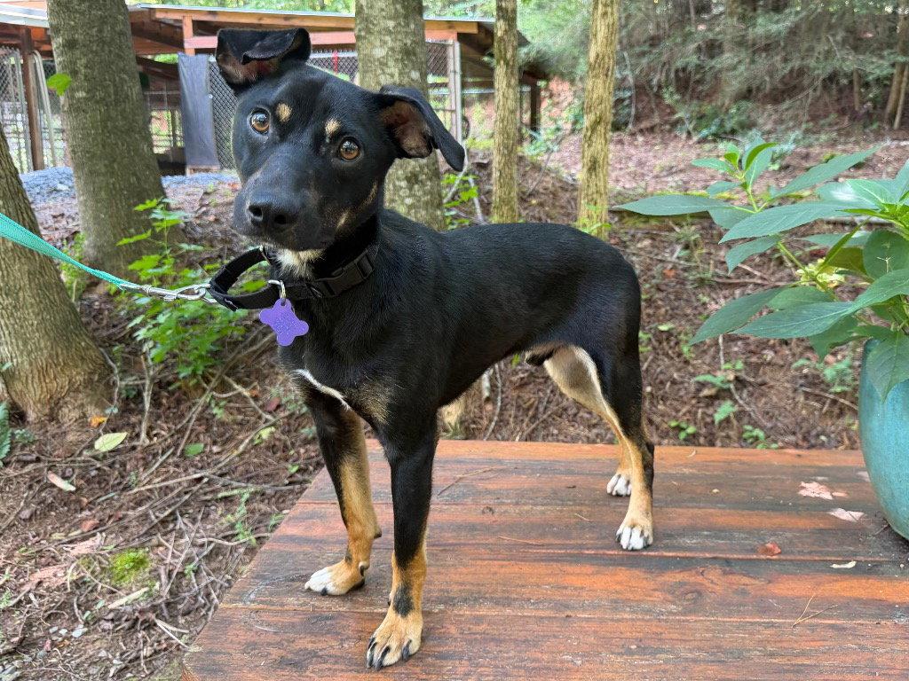 Emmett, Adoptable, Adult Male Terrier.