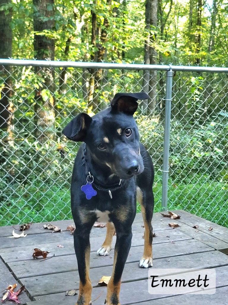 Enlarge Emmett, a Adoptable Terrier in Ellijay, GA image 2/3