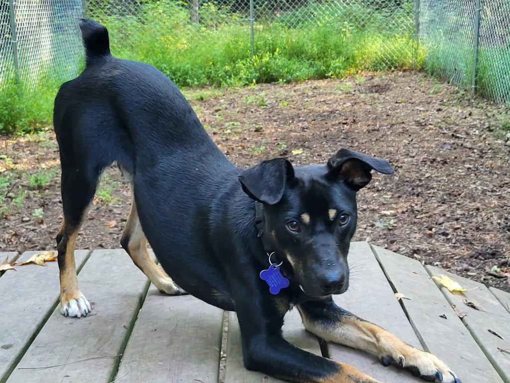 Enlarge Emmett, a Adoptable Terrier in Ellijay, GA image 3/3