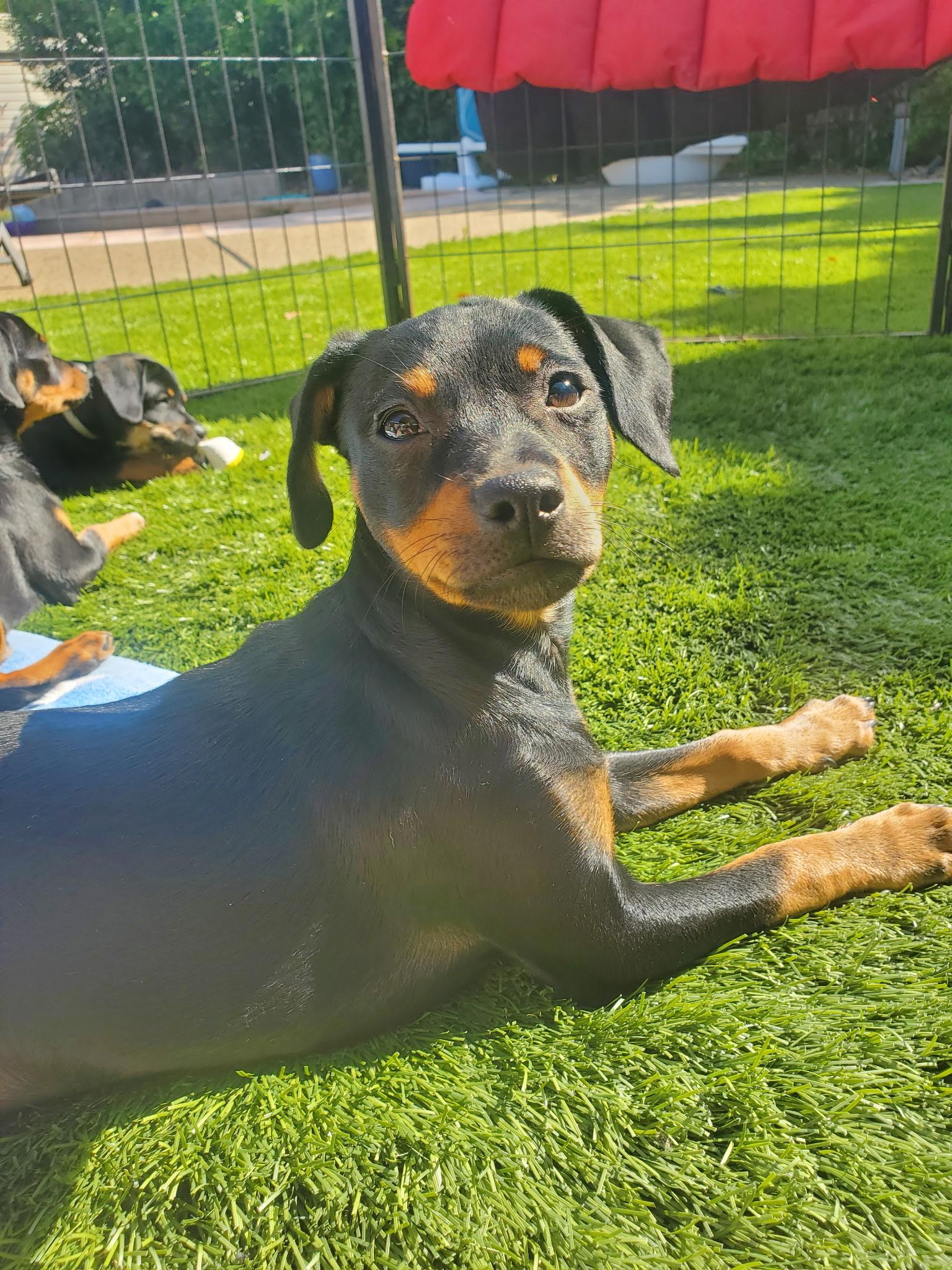 Enlarge Cole, a Adoptable mixed breed in Lincoln, CA image 2/6