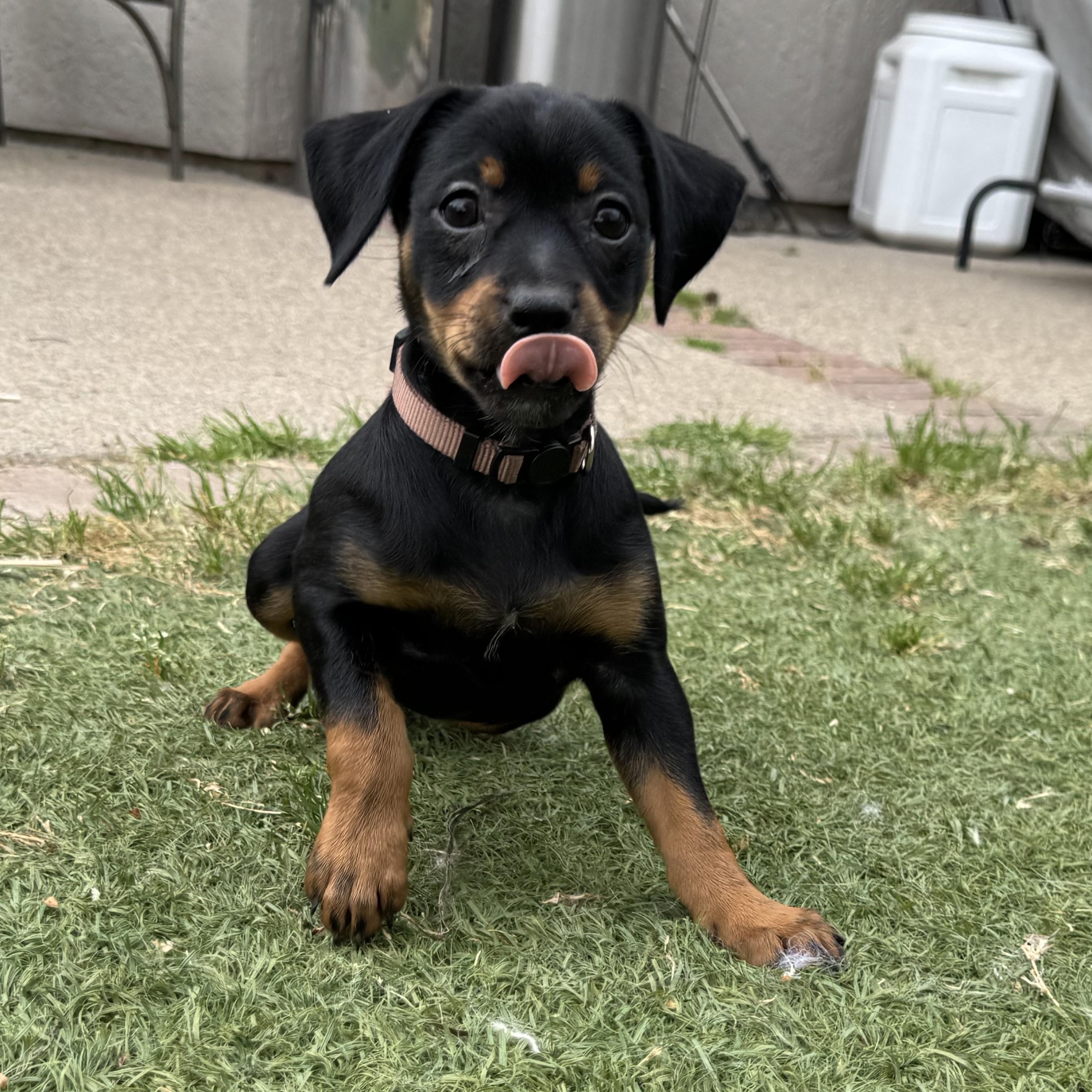 Enlarge Cole, a Adoptable mixed breed in Lincoln, CA image 2/4