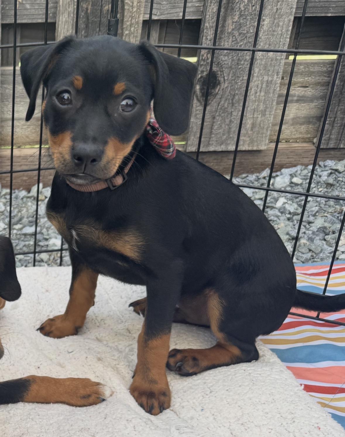Cole, Adoptable, Puppy Male Dachshund & Chihuahua.