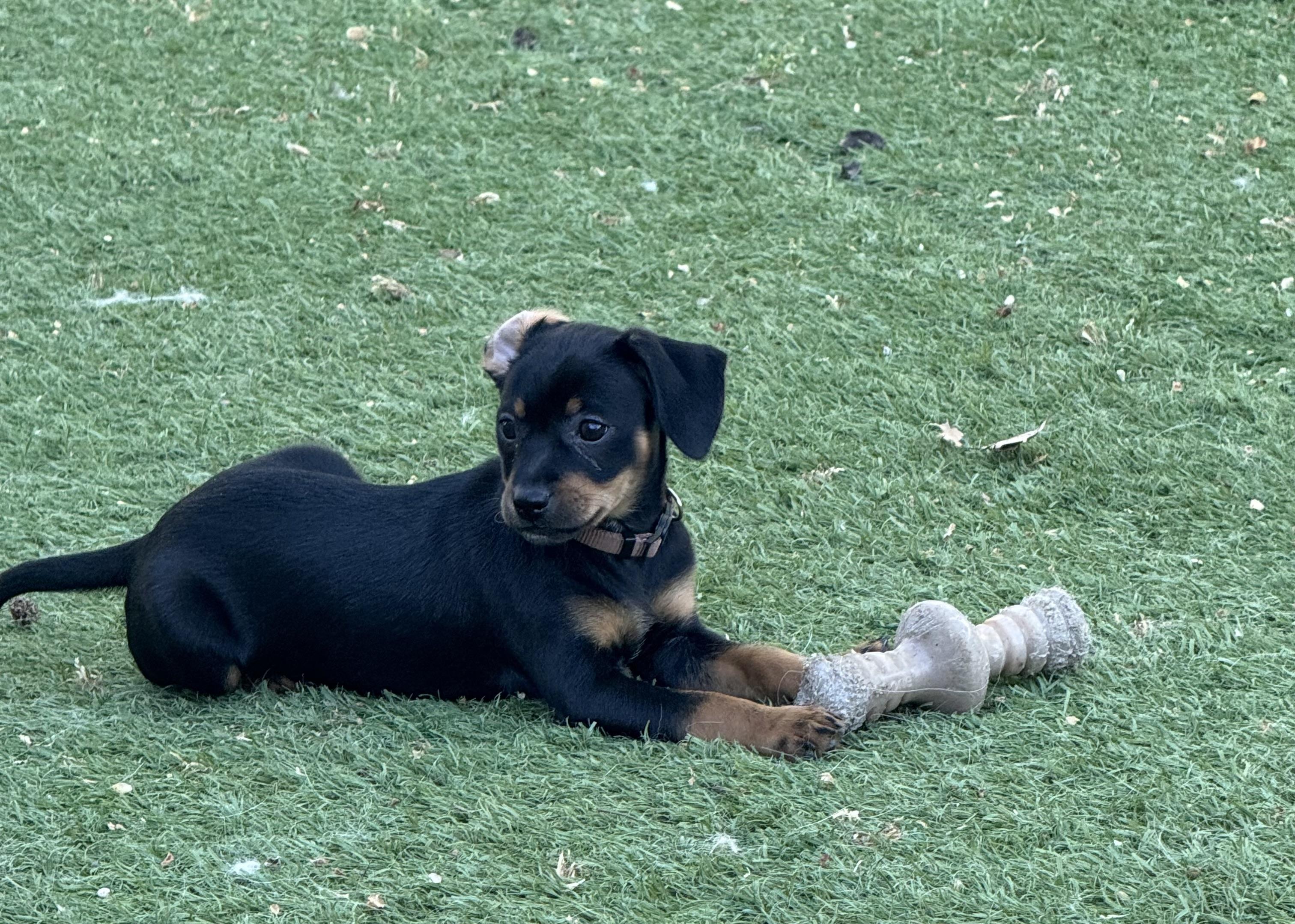 Enlarge Cole, a Adoptable mixed breed in Lincoln, CA image 3/4