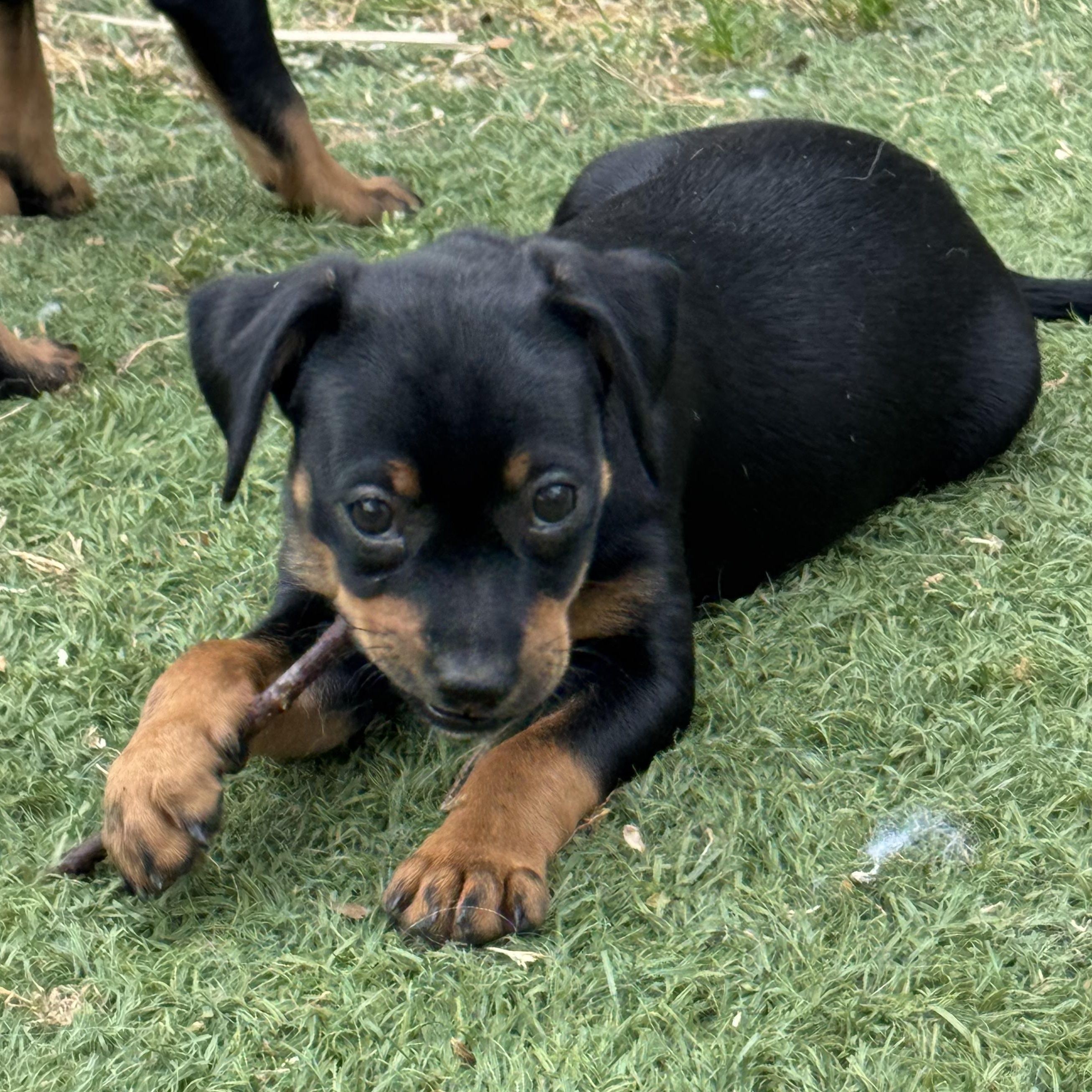 Enlarge Cole, a Adoptable mixed breed in Lincoln, CA image 1/4