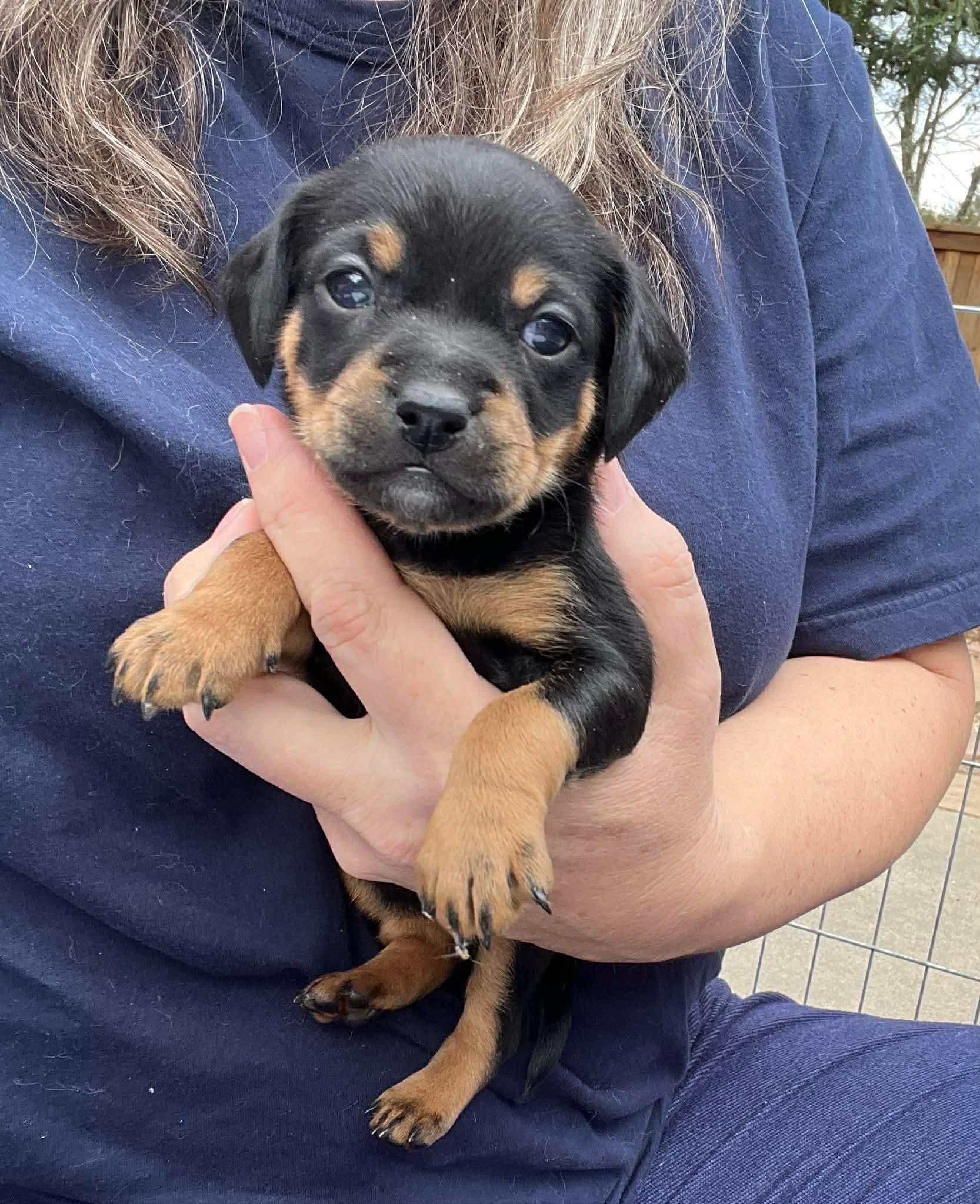 Enlarge Cole, a Adoptable mixed breed in Lincoln, CA image 4/4