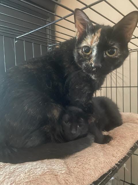 Frita, Adopted, Adult Female Domestic Short Hair.