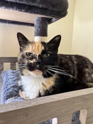 Sunshine, a Adoptable mixed breed in St. Anne, IL image 1/2
