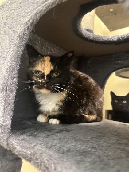 Sunshine, a Adoptable mixed breed in St. Anne, IL image 2/2