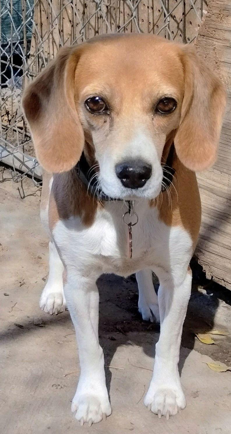 Enlarge Lucy, a Adopted Beagle in Apple Valley, CA image 2/3
