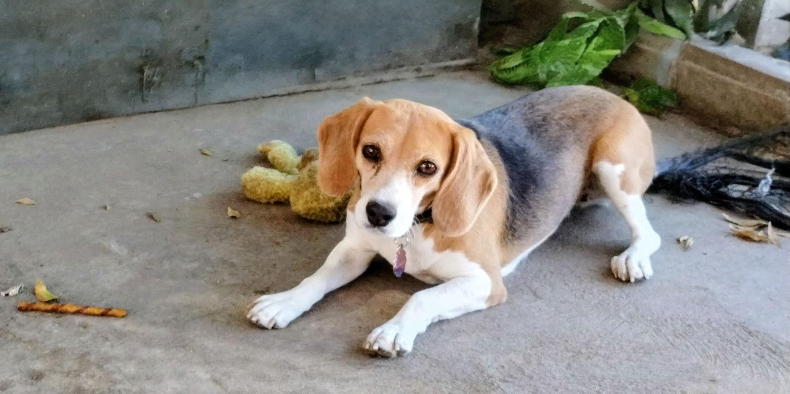 Enlarge Lucy, a Adopted Beagle in Apple Valley, CA image 3/3