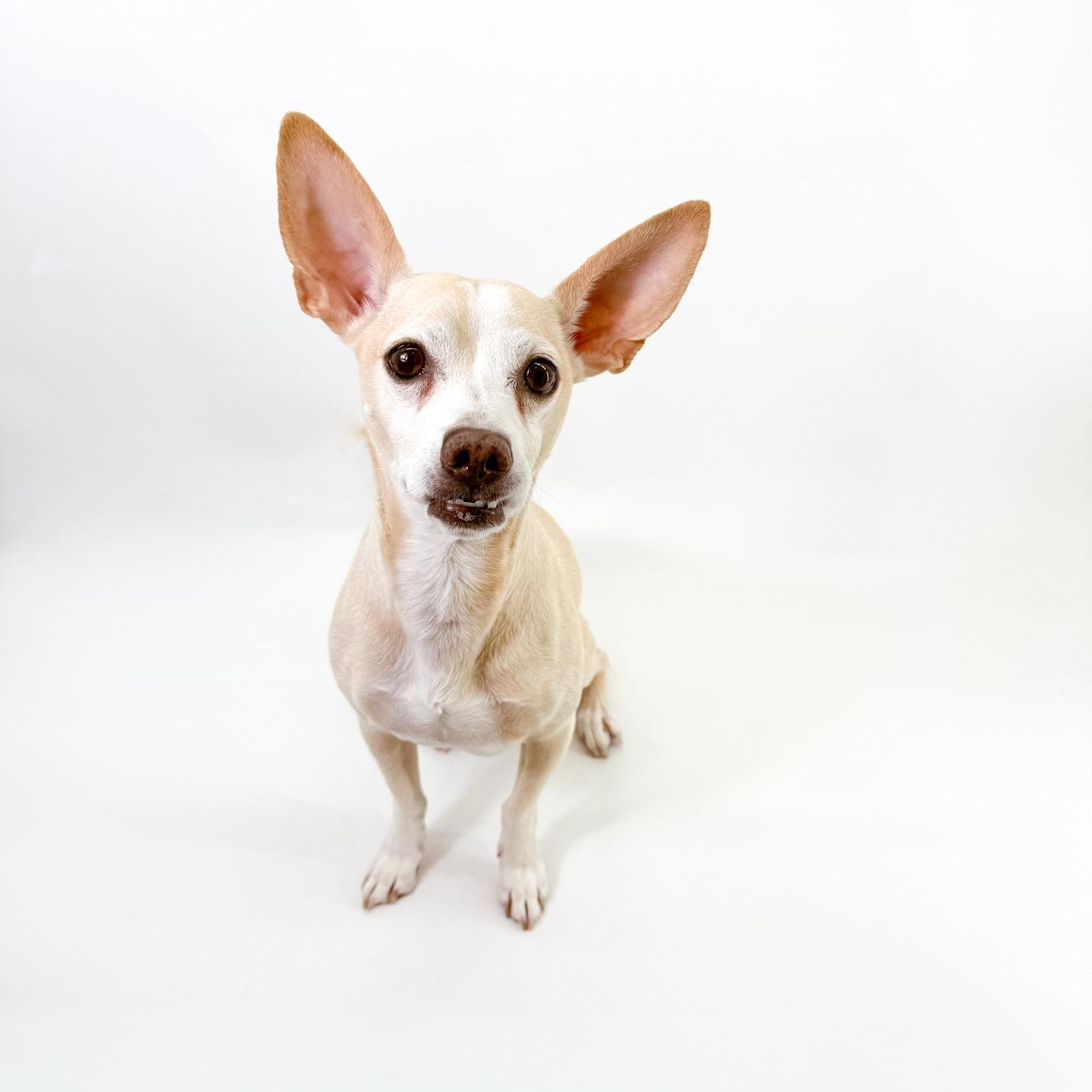 Enlarge Peter , a ADOPTABLE mixed breed in Scottsdale, AZ image 1/4