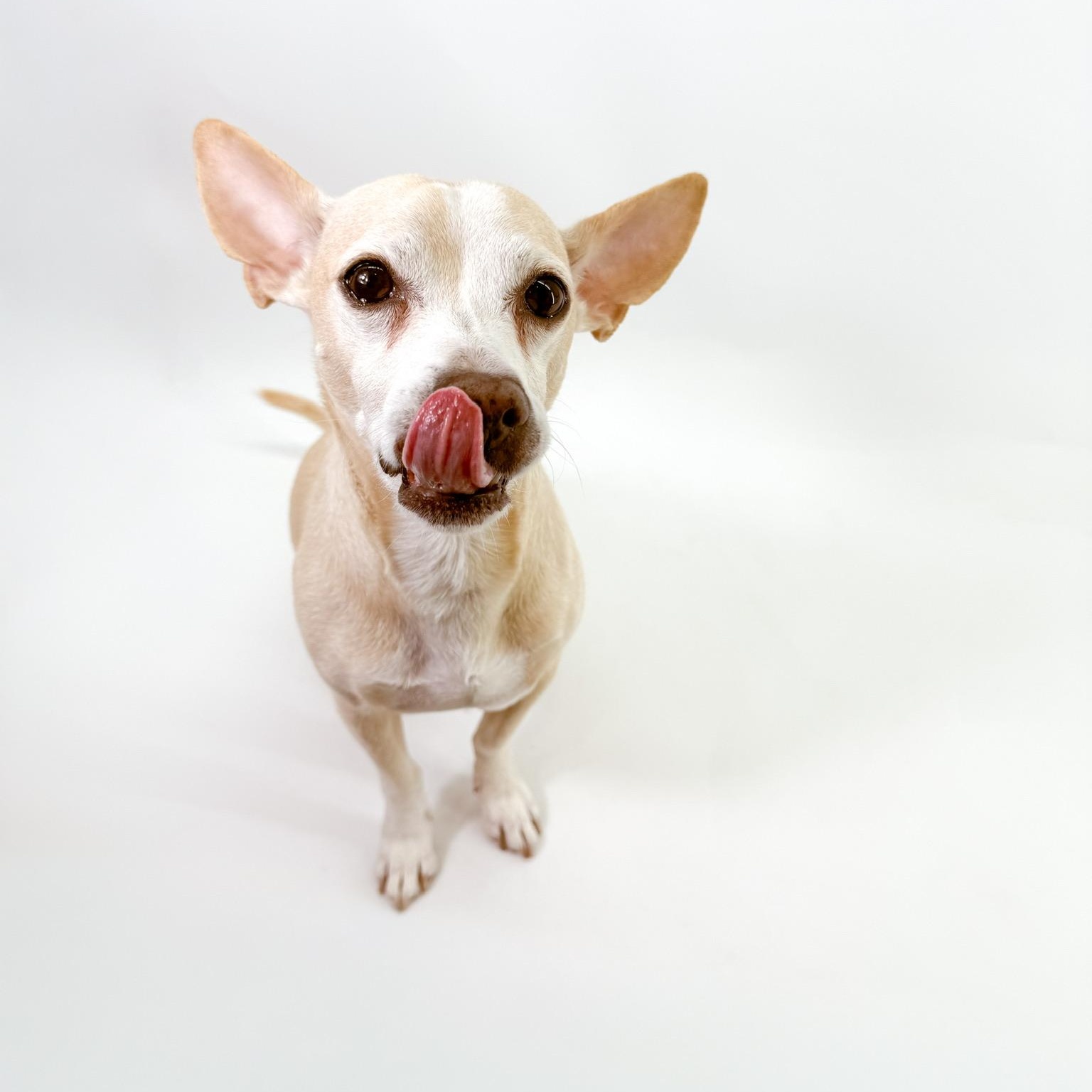 Enlarge Peter , a ADOPTABLE mixed breed in Scottsdale, AZ image 3/4