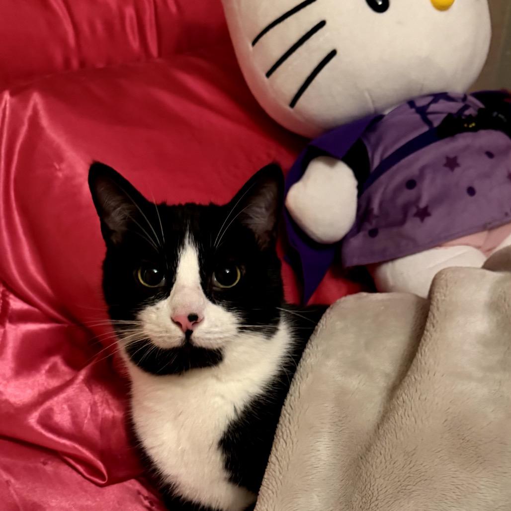 Enlarge Prince, a Adoptable Domestic Short Hair in Fayetteville, GA image 1/1