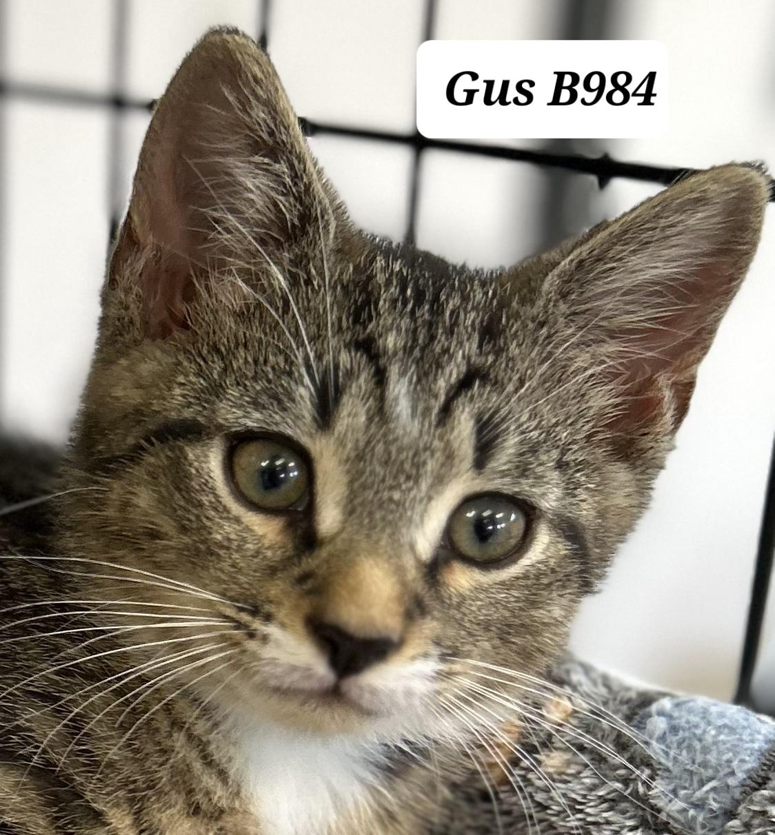 Gus, adopted, Kitten Male Domestic Short Hair.