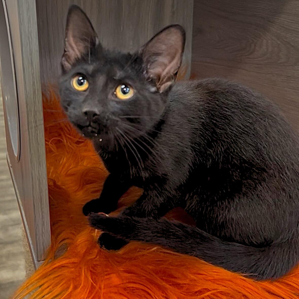 Hodor @ Fat Cat Cafe, a Adoptable Domestic Short Hair in Tallahassee, FL image 4/4