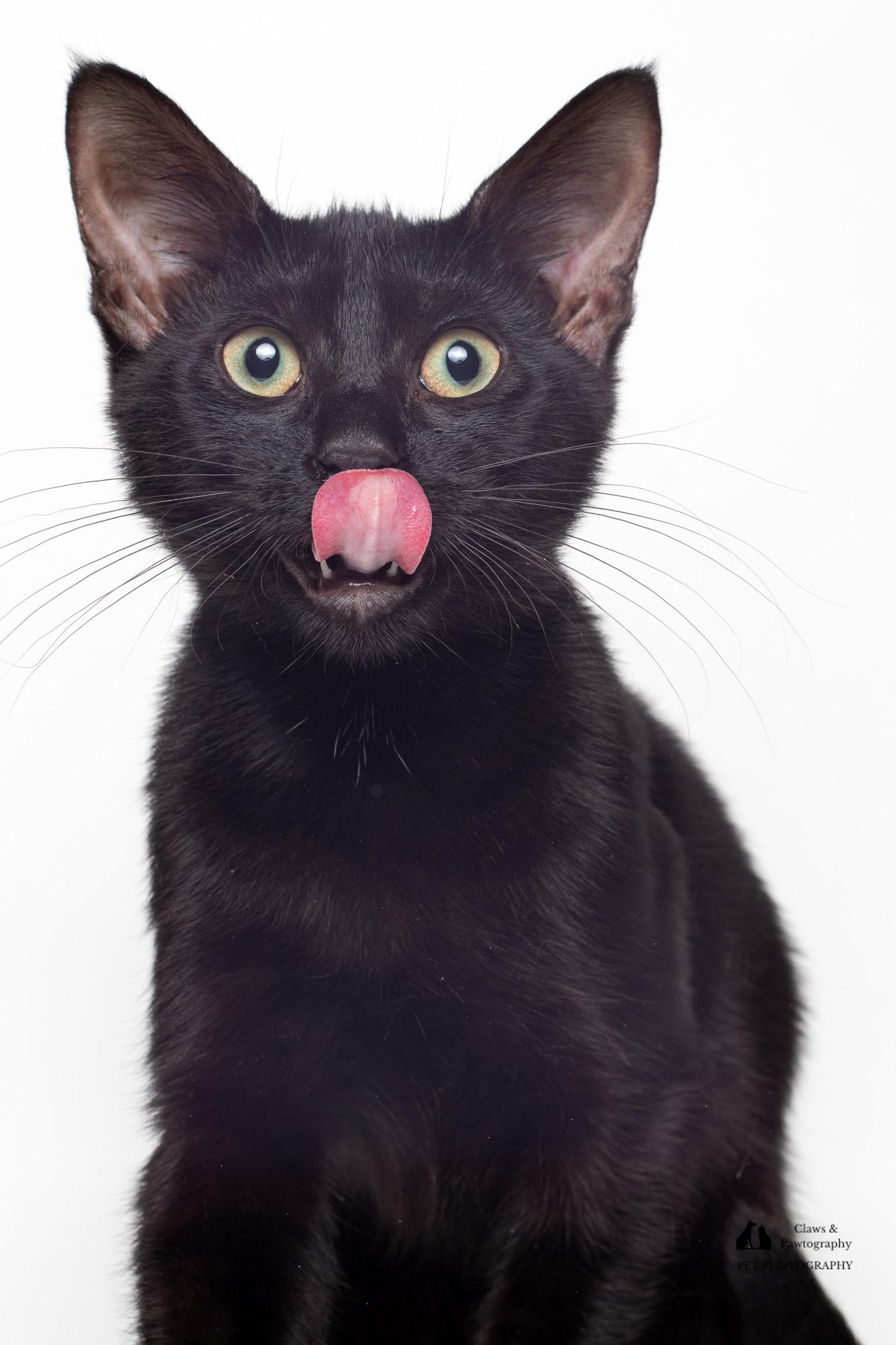 Hodor @ Fat Cat Cafe, a Adoptable Domestic Short Hair in Tallahassee, FL image 2/4