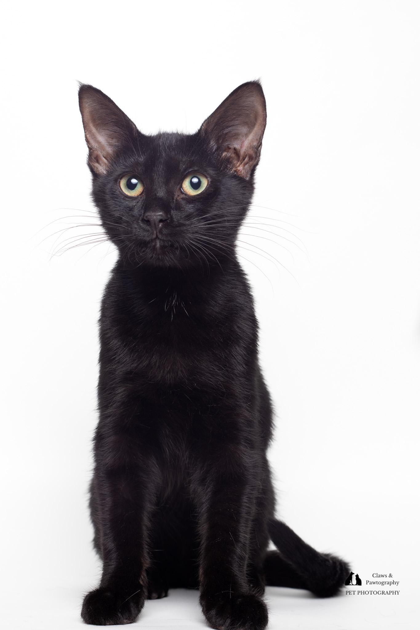 Hodor @ Fat Cat Cafe, a Adoptable Domestic Short Hair in Tallahassee, FL image 3/4