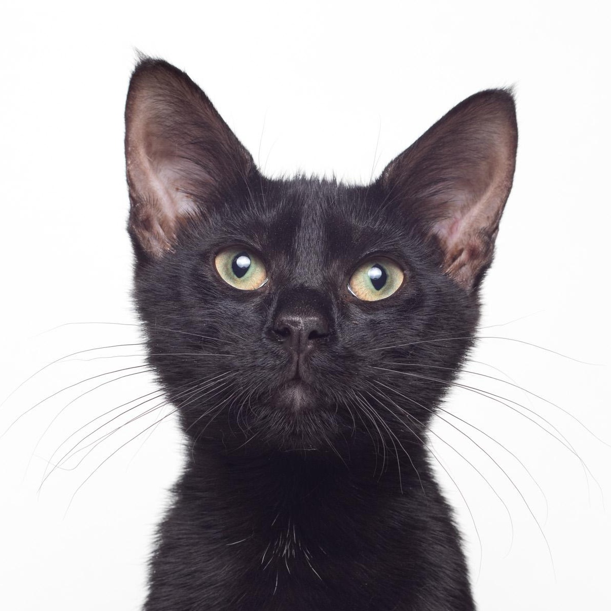 Hodor @ Fat Cat Cafe, Adoptable, Kitten Male Domestic Short Hair.