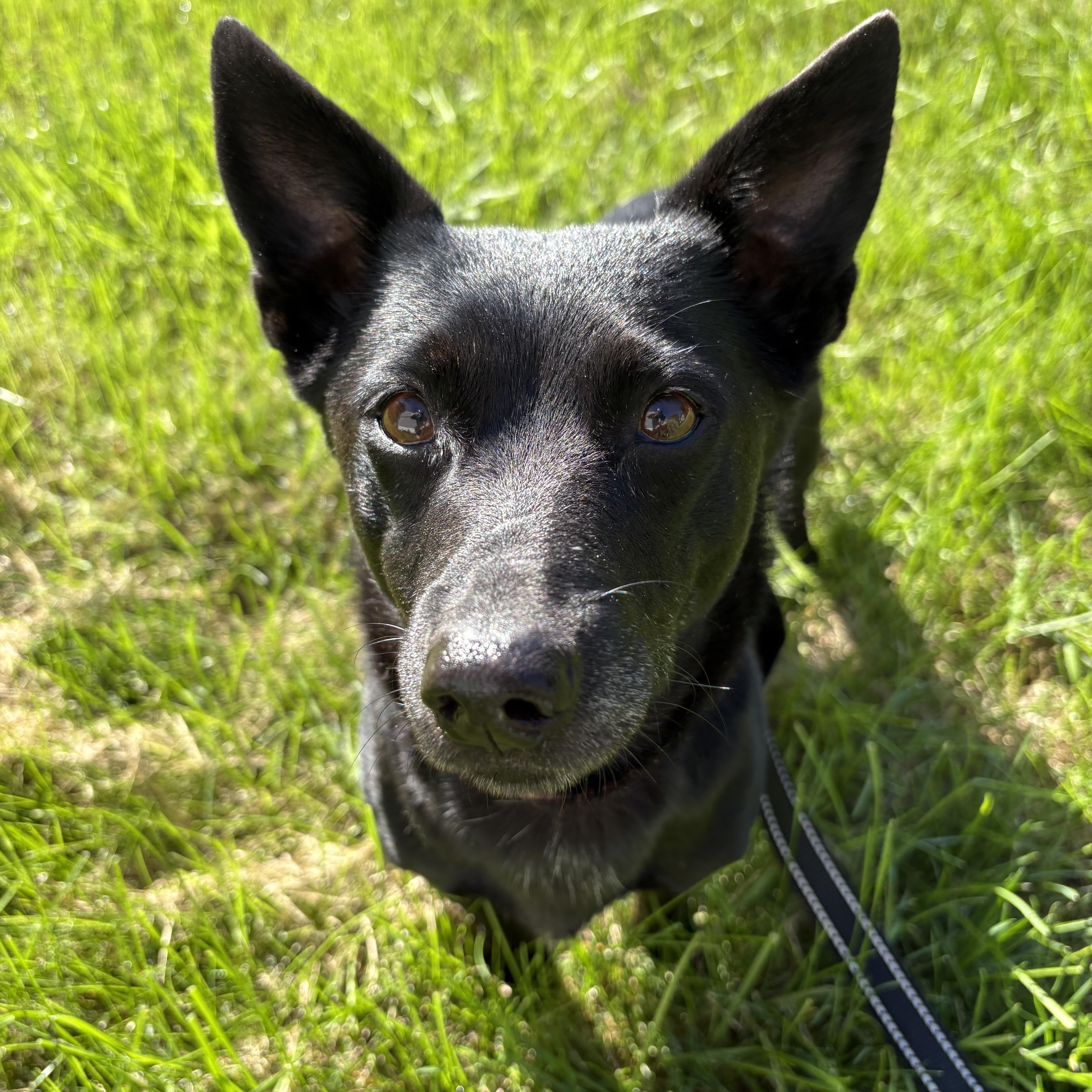 Enlarge Maya, a Adoptable mixed breed in Bettendorf, IA image 4/4