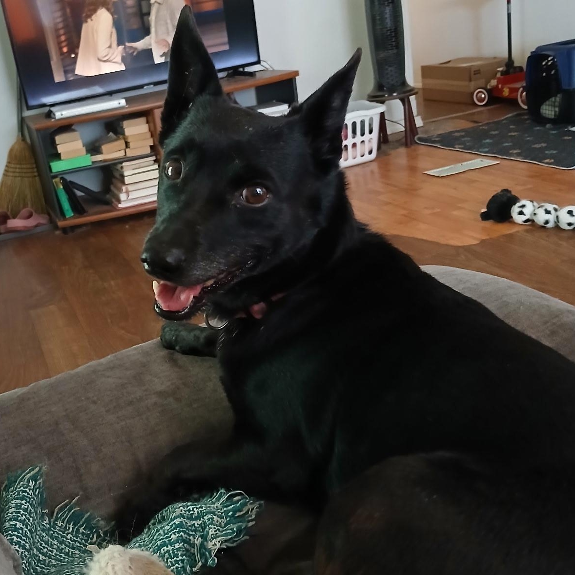 Maya, Adoptable, Adult Female Mixed Breed.