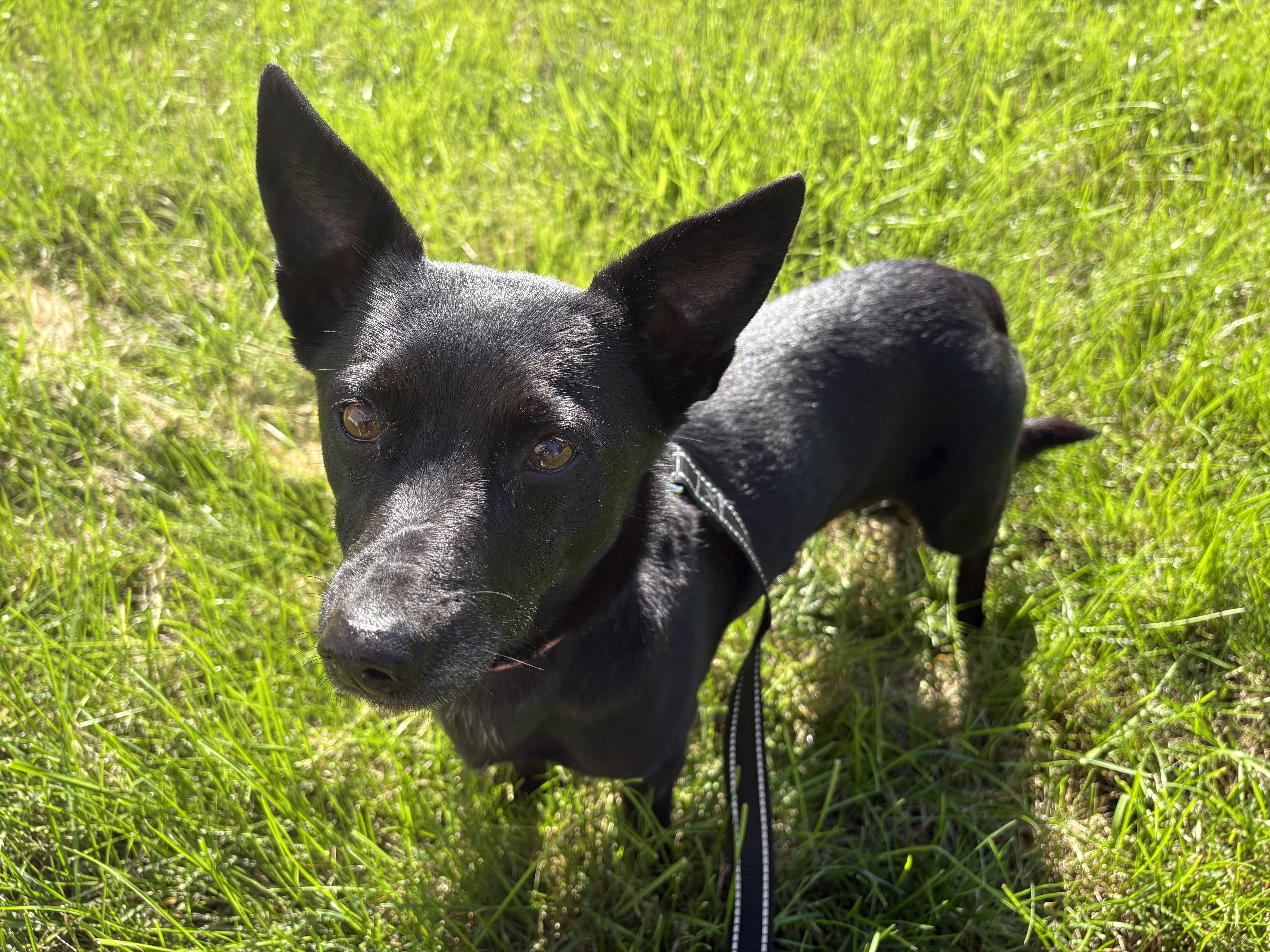 Enlarge Maya, a Adoptable mixed breed in Bettendorf, IA image 2/4