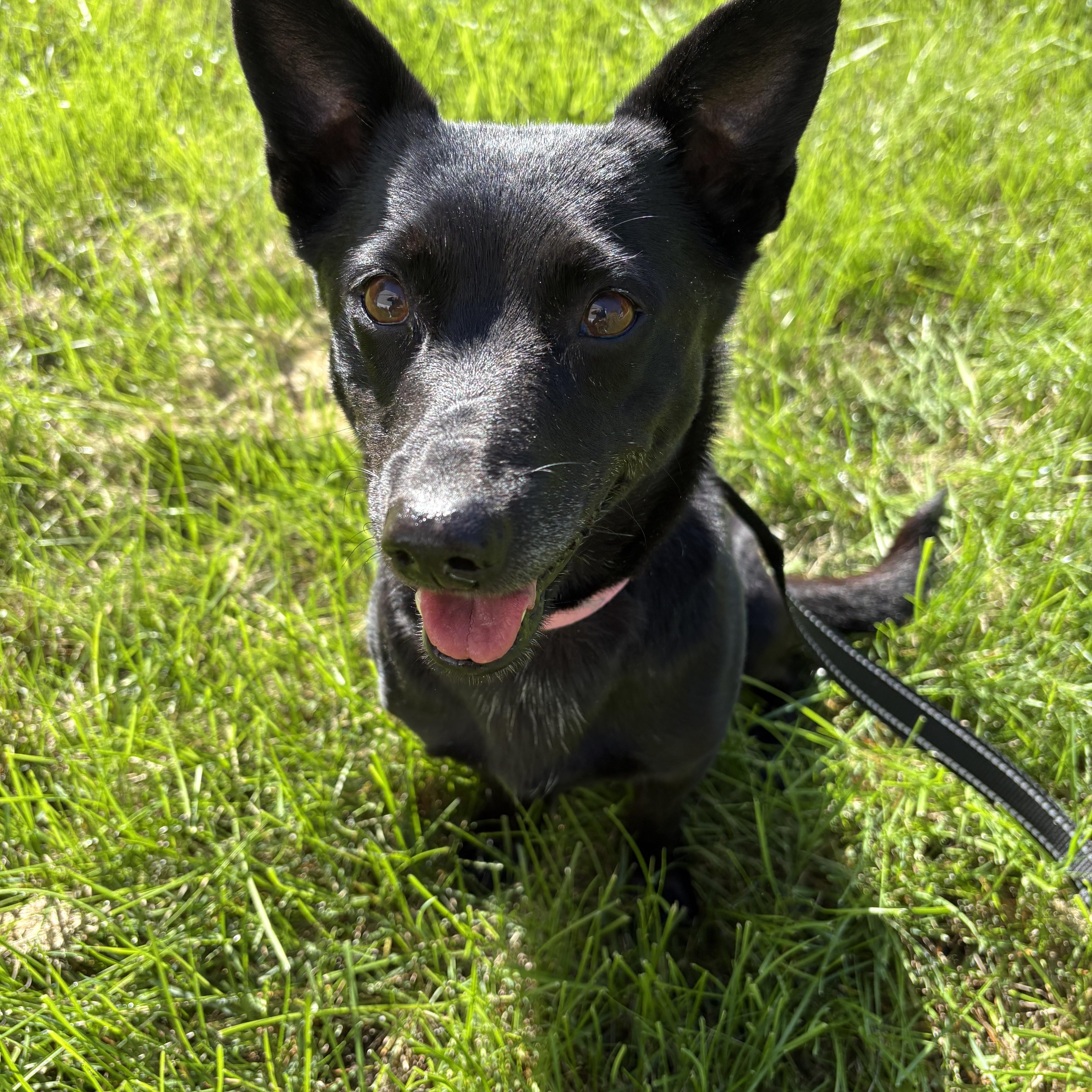 Enlarge Maya, a Adoptable mixed breed in Bettendorf, IA image 3/4
