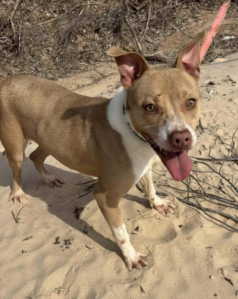 Enlarge Libby, a ADOPTABLE mixed breed in Okemah, OK image 3/5