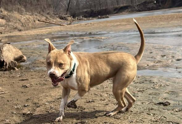 Enlarge Libby, a ADOPTABLE mixed breed in Okemah, OK image 4/5