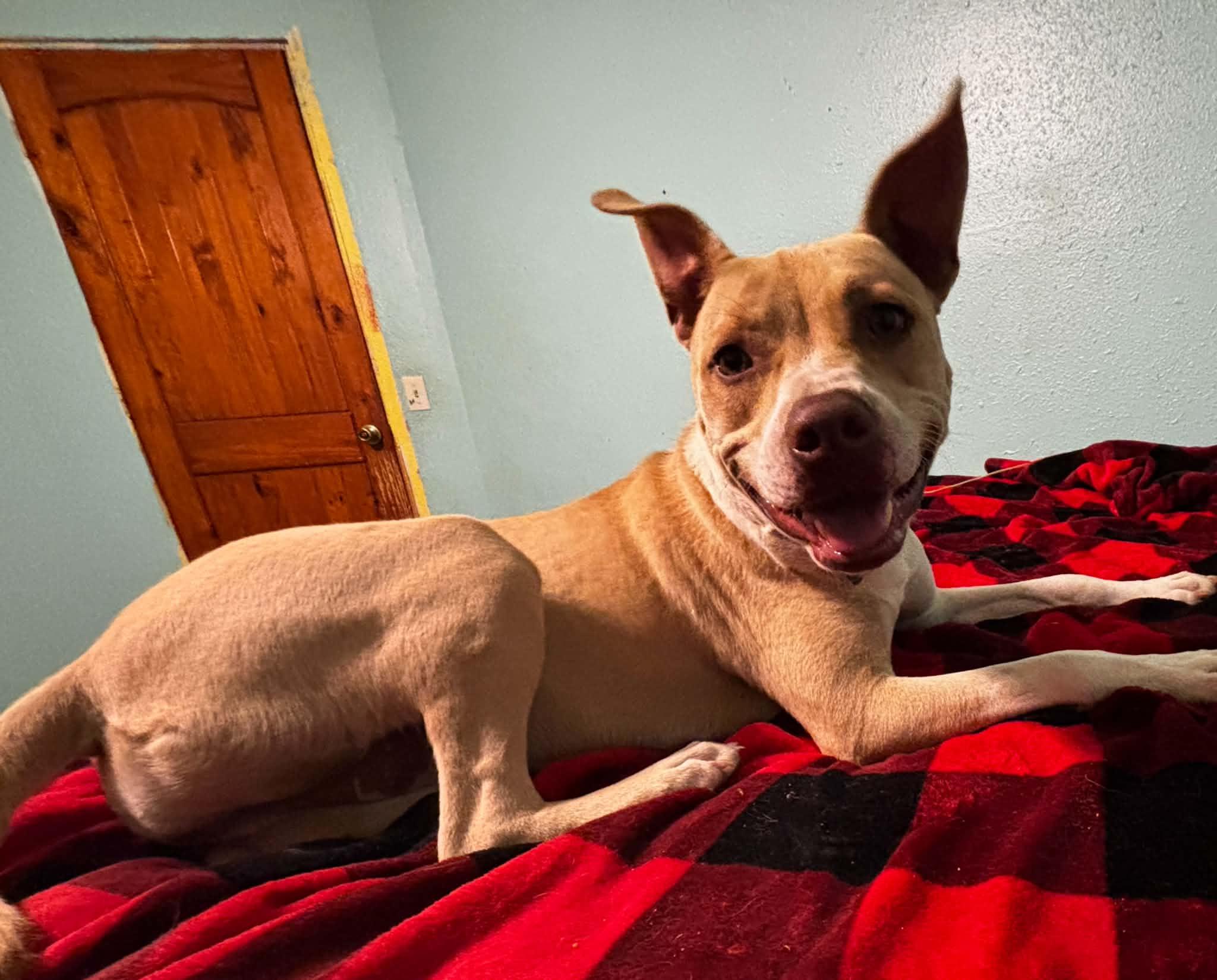 Libby, a ADOPTABLE mixed breed in Okemah, OK image 6/6