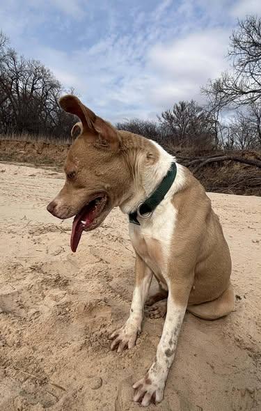 Enlarge Libby, a ADOPTABLE mixed breed in Okemah, OK image 2/5