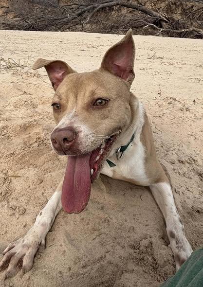 Libby, ADOPTABLE, Young Female Mixed Breed.