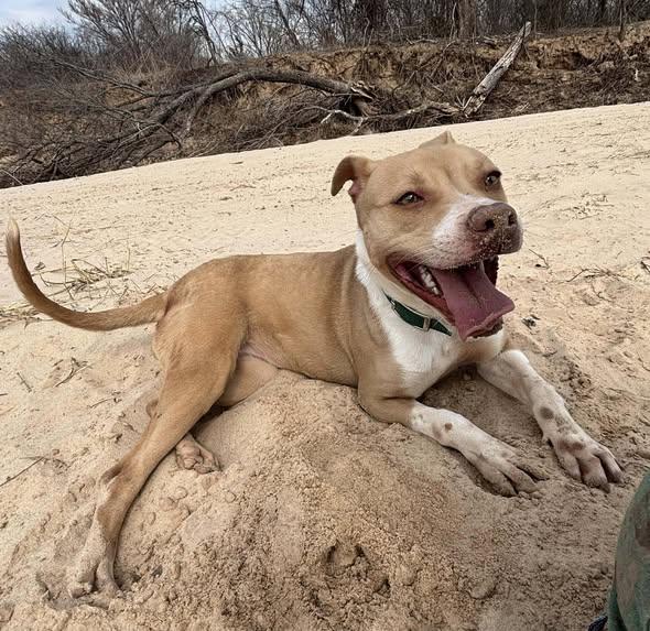 Enlarge Libby, a ADOPTABLE mixed breed in Okemah, OK image 5/5
