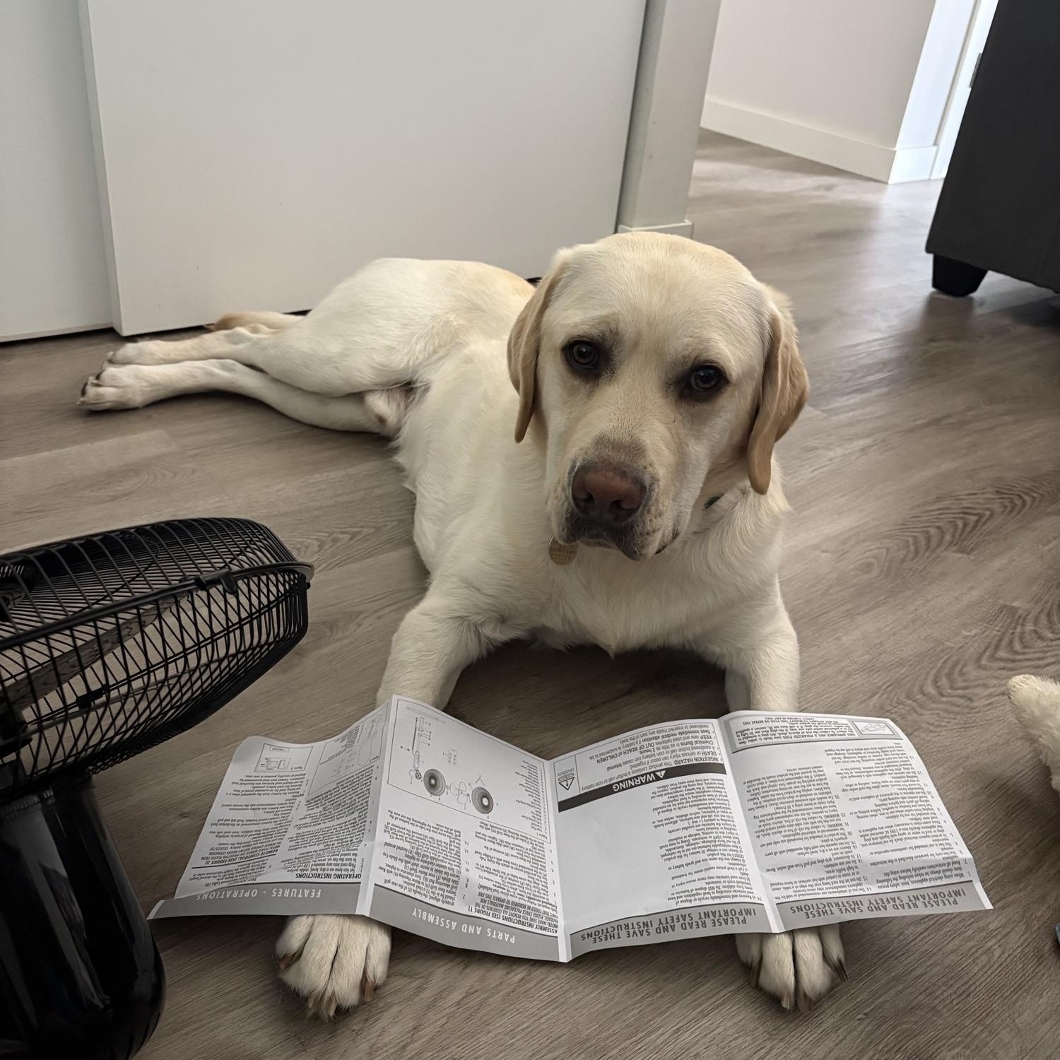Enlarge Ziv, an adopted Labrador Retriever in Anacortes, WA image 4/6