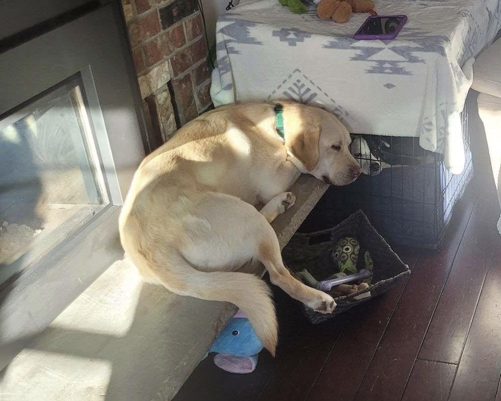 Enlarge Ziv, an adopted Labrador Retriever in Anacortes, WA image 5/6