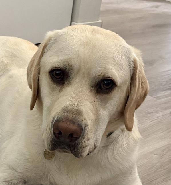 Ziv, adopted, Young Male Labrador Retriever.