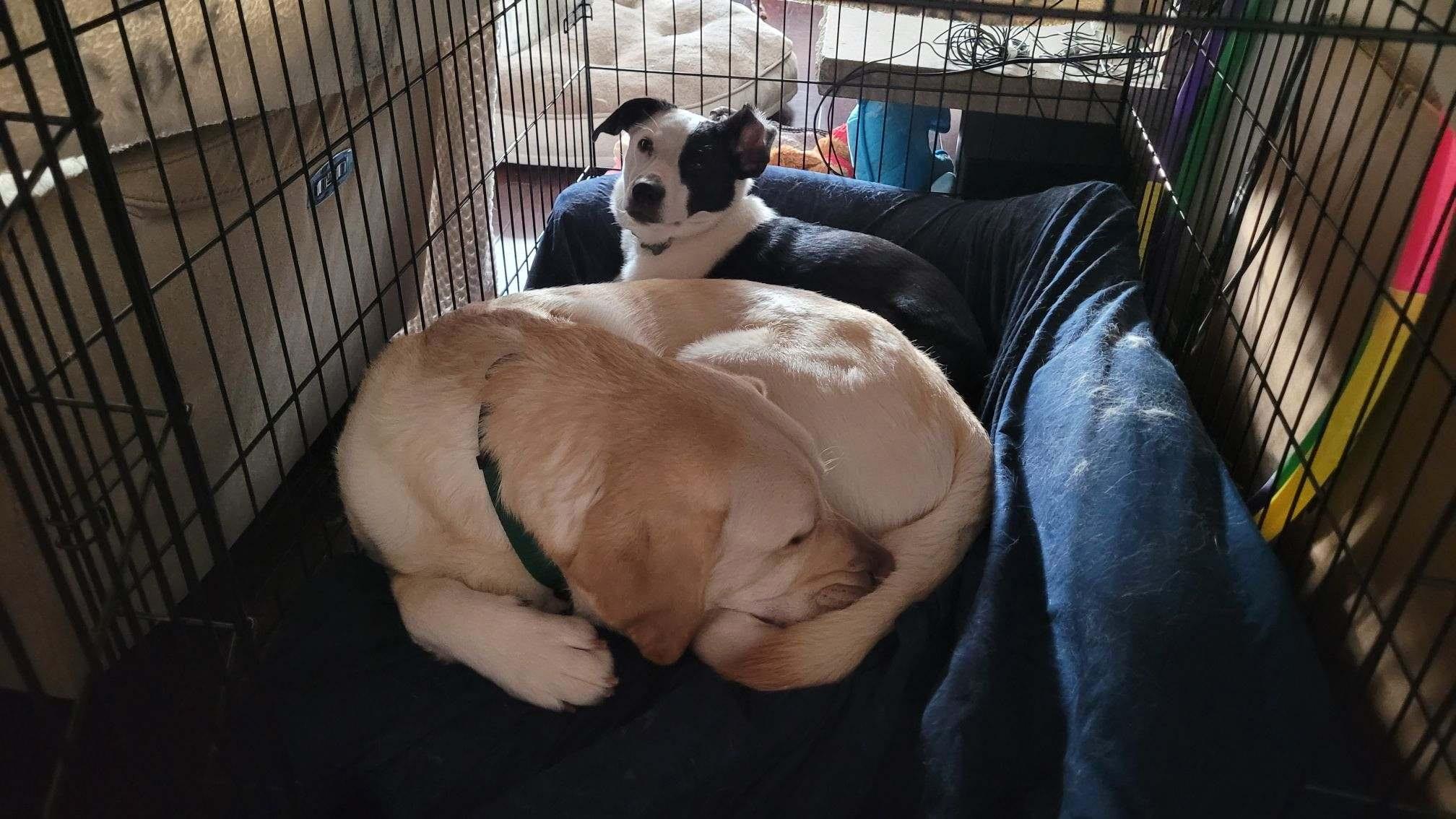 Enlarge Ziv, an adopted Labrador Retriever in Anacortes, WA image 3/6