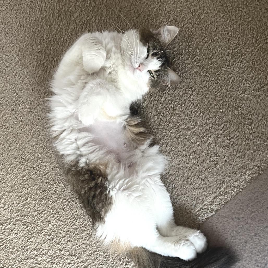 Enlarge Nutella, a Adoptable Domestic Short Hair in Chapel Hill, NC image 1/2