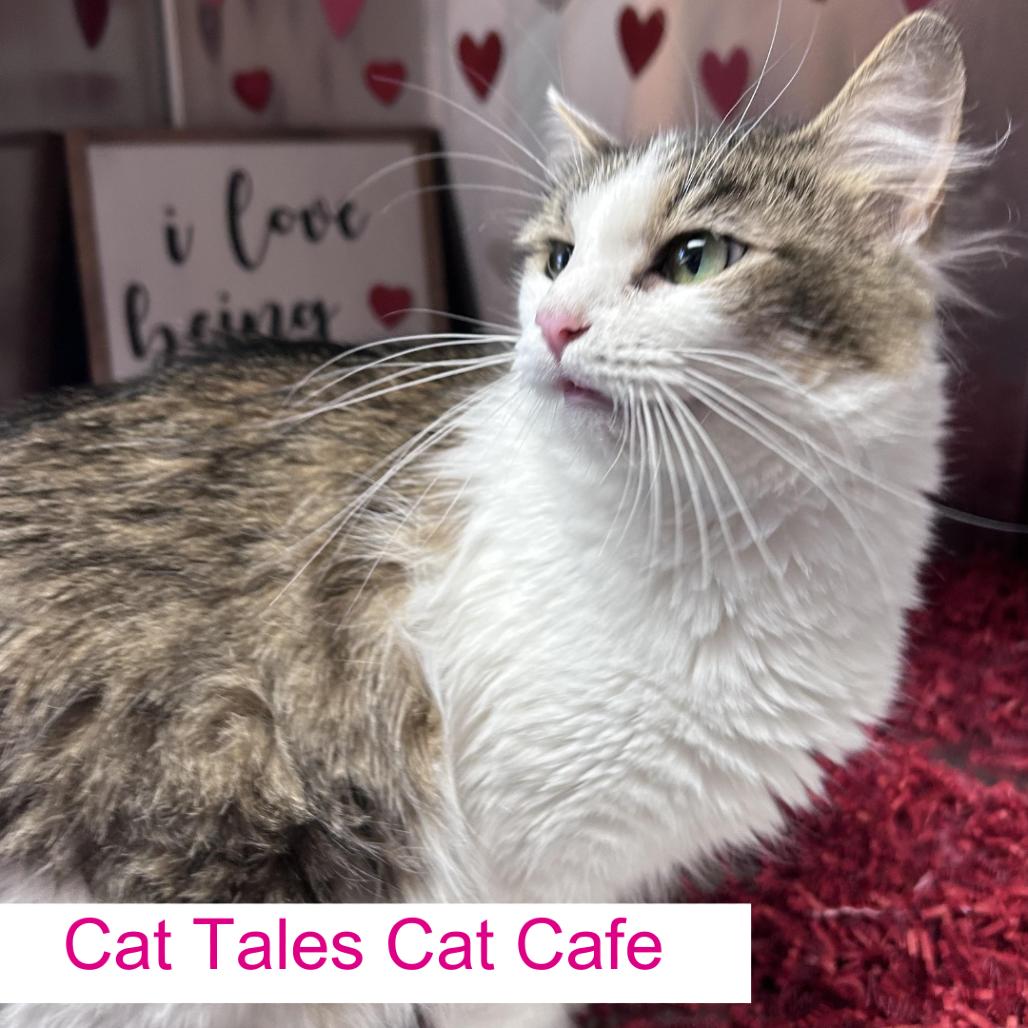 Enlarge Nutella, a Adoptable Domestic Short Hair in Chapel Hill, NC image 2/2