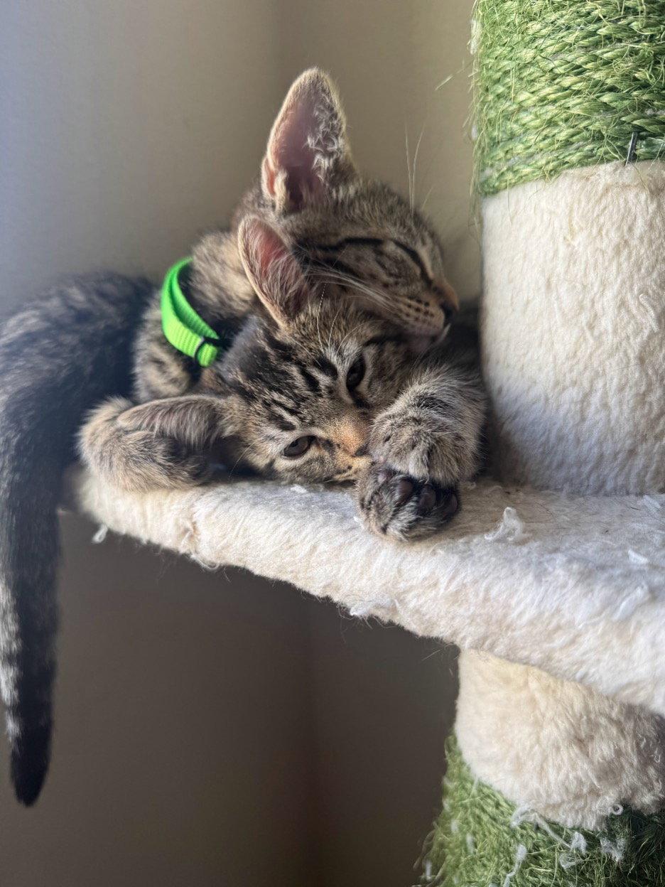 J, Adopted, Kitten Male Domestic Short Hair.