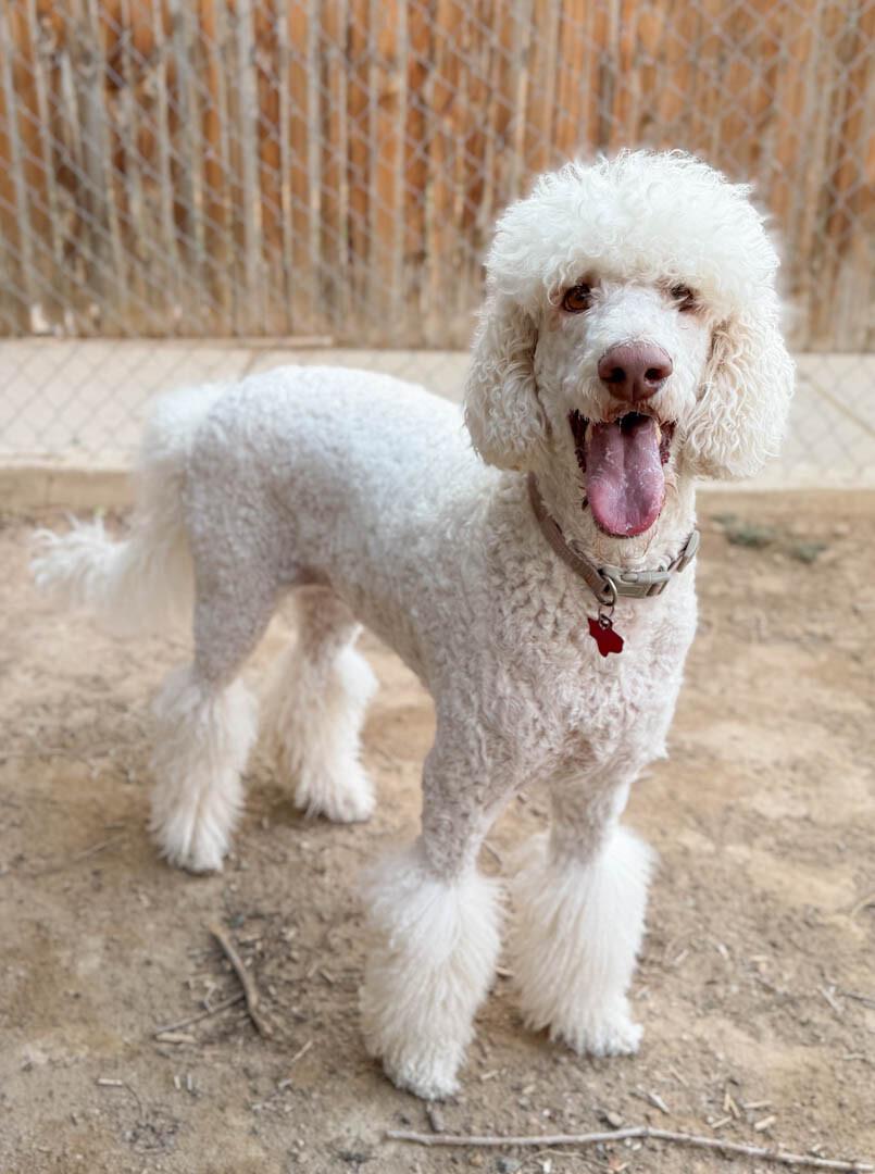 Standard Poodles for Adoption in North Spearfish, South Dakota